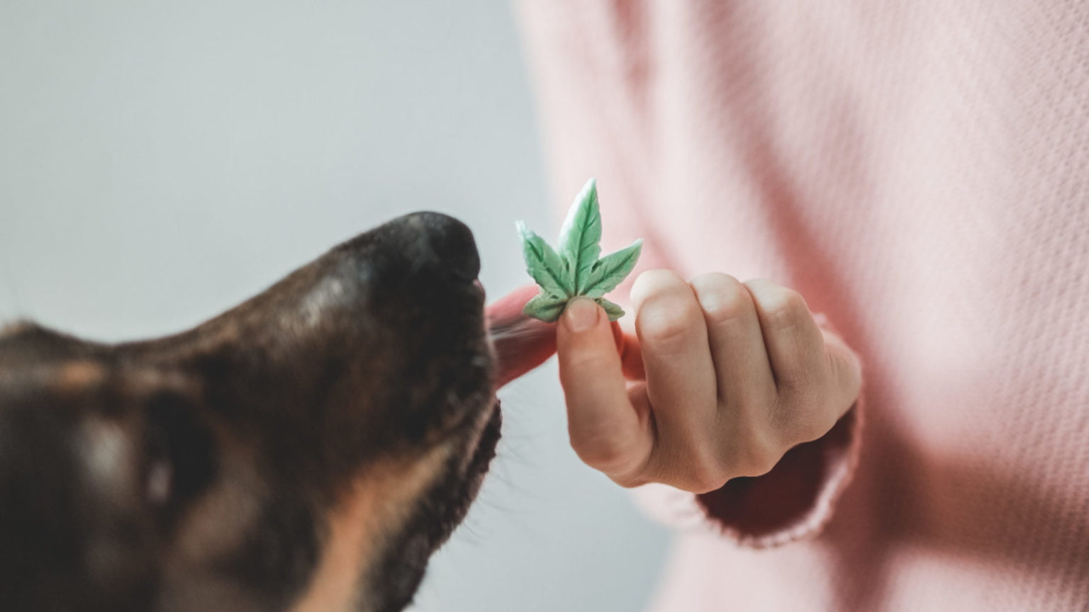 a person holding a small leaf